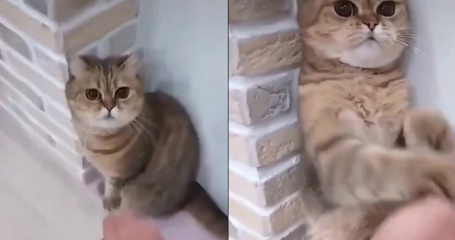 'Vịnh Xuân Mèo' tiếp chiêu với chủ nhân như trong phim võ thuật