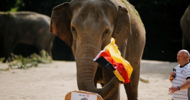 Voi tâm linh dự đoán Anh vs Đức: Tuyệt đối chính xác, đại sứ 'phải theo'