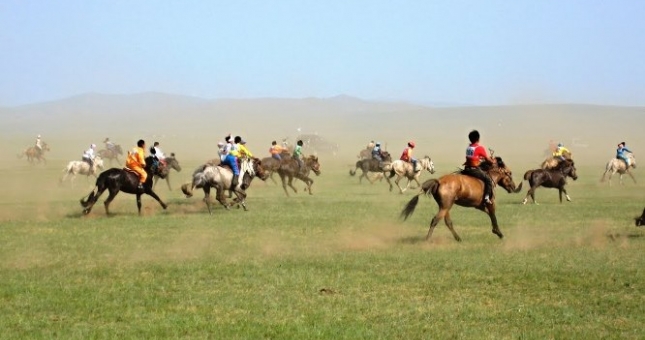Ngựa Mông Cổ có gì đặc biệt?