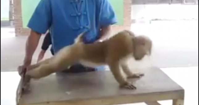 Video hài hước: Chú khỉ tập hít đất cực kỳ chuyên nghiệp