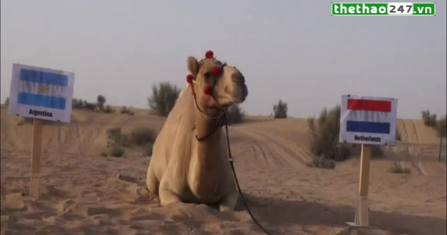 VIDEO: Lạc đà Shaheen 'thử vận may' trận Hà Lan - Argentina