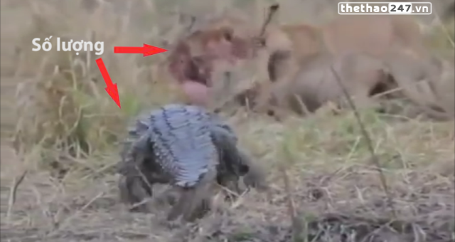 VIDEO: Cá sấu 'ăn đủ' vì đơn độc tấn công bầy sư tử