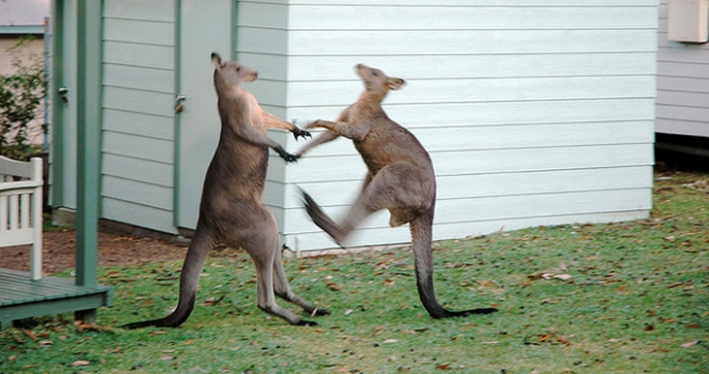 VIDEO: Màn đấu boxing đầy kịch tính giữa 2 chú kangaroos