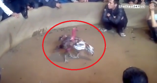 VIDEO: Chiến kê xám thần - huyền thoại đánh đâu thắng đó