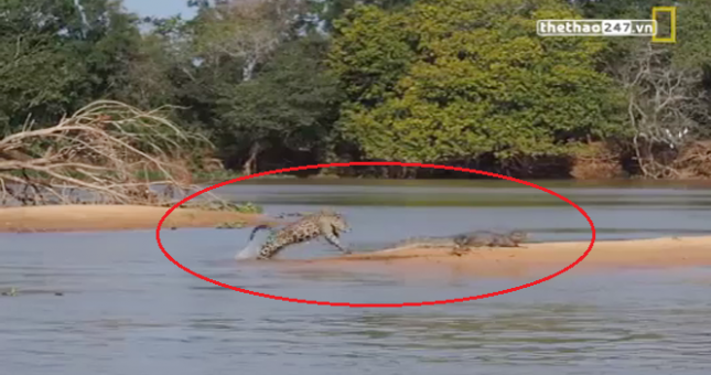 VIDEO: Báo Jaguar vượt sông làm thịt cá sấu