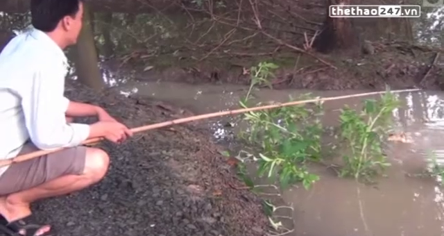 VIDEO: Bất ngờ với màn câu cá lóc khổng lồ bằng vịt con