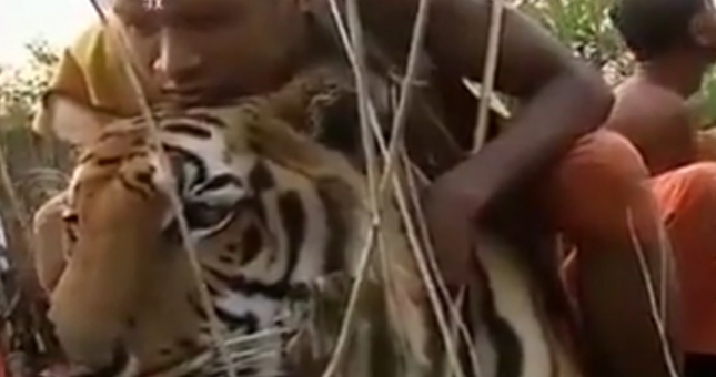 VIDEO: Nhà sư Thái Lan dắt hổ đi dạo như... cún cưng