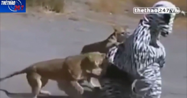 VIDEO: Đóng giả ngựa vằn ''trêu'' sư tử, 2 thanh niên suýt mất mạng
