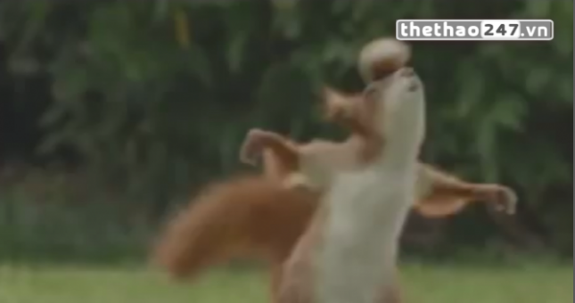 VIDEO: Chú sóc trổ tài tâng hạt dẻ như cầu thủ bóng đá chuyên nghiệp