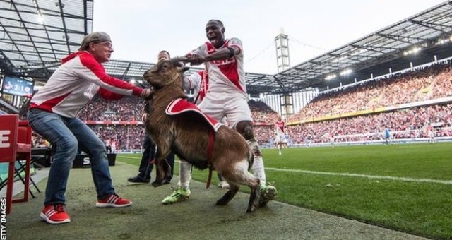 VIDEO: Sao Cologne bị chỉ trích vì ăn mừng với... dê