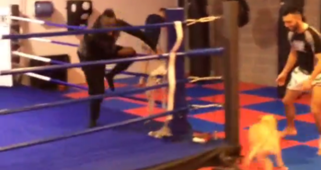 VIDEO: Balotelli chạy quanh sàn boxing vì bị chó đuổi