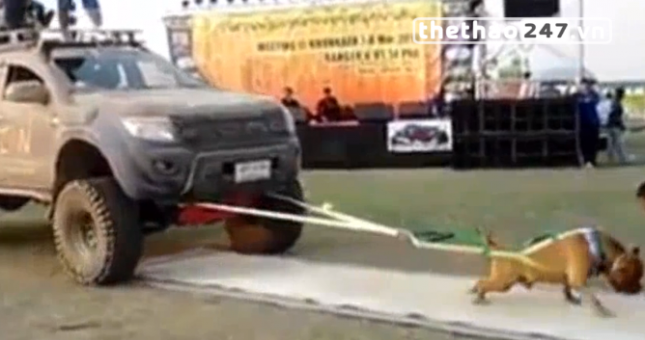 VIDEO: Chú chó lực sĩ kéo 2 chiếc xe bán tải một lúc