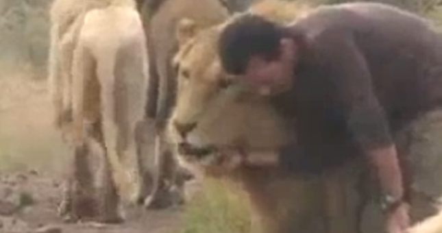 VIDEO: Sốc với người đàn ông vui đùa với bầy sư tử