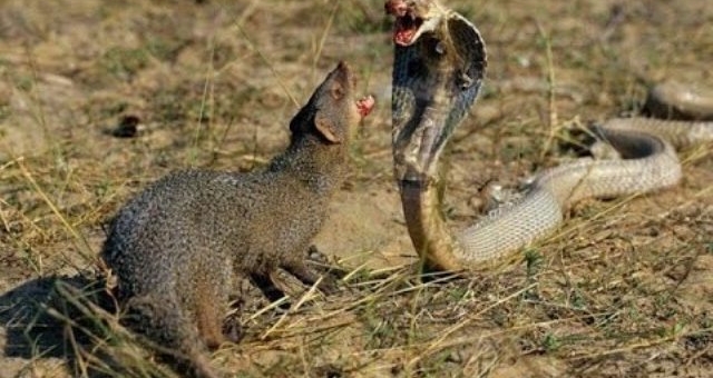 VIDEO: Cái kết của Rắn hổ mang khi đấu với Chồn hương