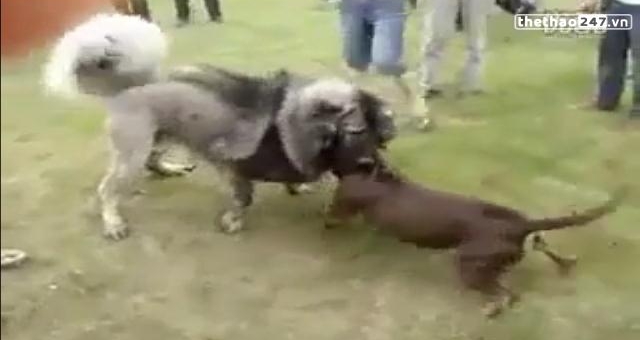 VIDEO: Đại chiến kinh hoàng giữa pitbull và chó ngao Tây Tạng