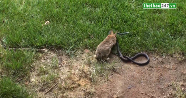 VIDEO: Cuộc chiến không khoan nhượng giữa Thỏ và Rắn