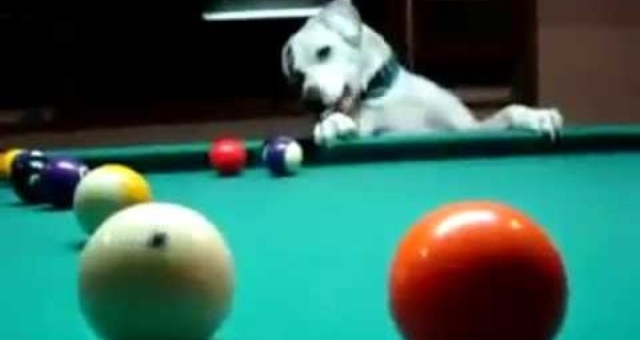 VIDEO: Ngạc nhiên với khả năng chơi bi-a hoàn hảo của chú chó