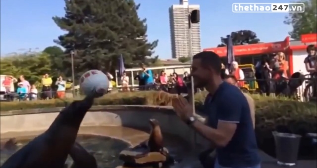 VIDEO: Màn so tài thú vị giữa Lukas Podolski với hải cẩu