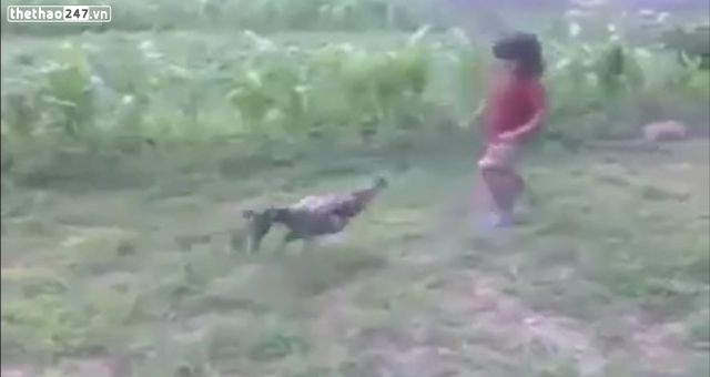 VIDEO: Trận đấu chọi gà 'hot' nhất trong tuần qua