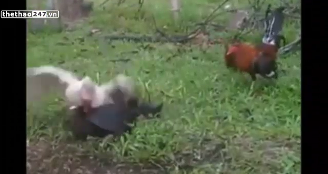VIDEO: Vịt xiêm solo chấp 2 gà chọi vì 'ngứa mắt'