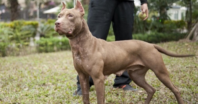 VIDEO: Trận chiến kinh hoàng của chó pitbull ở Hà Nội