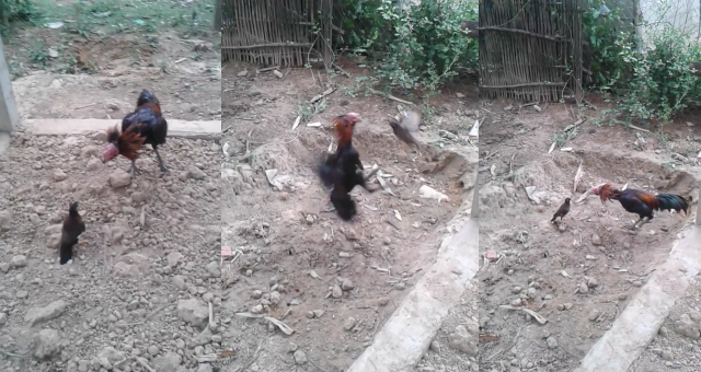 VIDEO: Đại chiến võ thuật kinh điển giữa chim và gà chọi