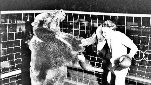 VIDEO: Trận đấu boxing có 1 không 2 giữa người và gấu