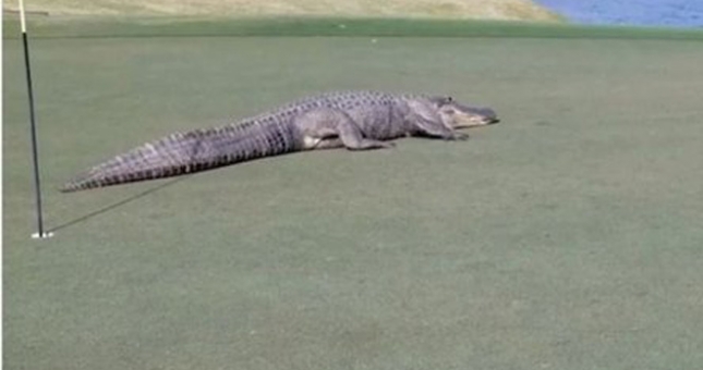 VIDEO: Cá sấu tràn vào sân golf khiến VĐV chạy tán loạn