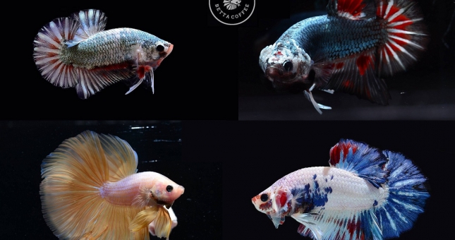Bộ ảnh độc đáo về những chú cá Betta - Tháng 08/2017