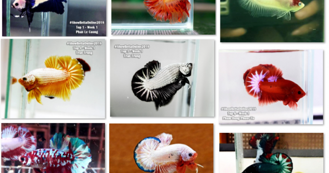 Bộ ảnh top 10 tuần 1 tháng 1 cuộc thi Show Betta Online 2018