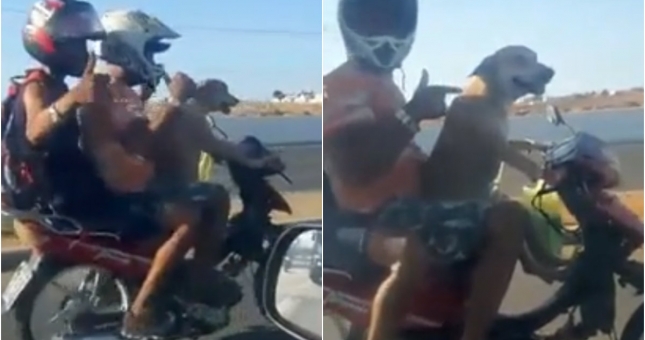 VIDEO: Chú chó chở 2 người đàn ông bằng xe máy gây sốt mạng xã hội