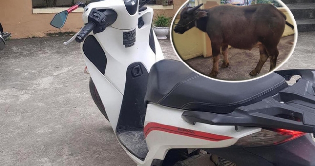Thanh niên đi Honda SH trộm trâu bên đường bị bắt giữ