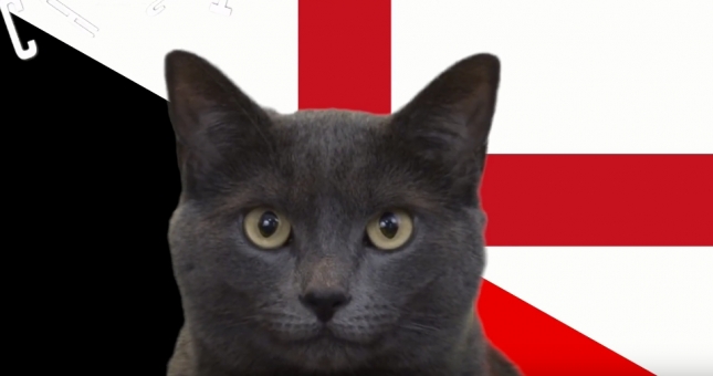 Mèo tiên tri dự đoán kết quả Anh vs Bỉ: Cú sốc với dàn sao 