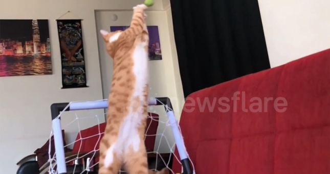 VIDEO: Khoẳnh khắc chú mèo trổ tài bắt gôn cực hài hước