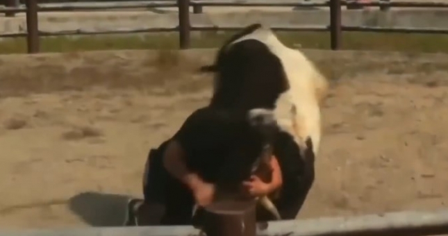 Sức mạnh kinh hoàng, võ sư Trung Quốc quật ngã bò mộng 400kg