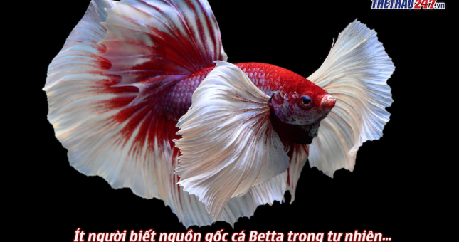 Ngắm bộ ảnh tuyệt đẹp về cá Betta của Nhiếp Ảnh Gia 8x Hà Nội