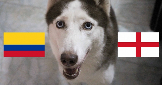 Chó tiên tri Loki dự đoán kết quả Anh vs Colombia: Đừng vội mừng