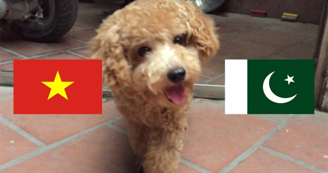 Chó tiên tri Hulk dự đoán kết quả Việt Nam vs Pakistan: Niềm vui nho nhỏ