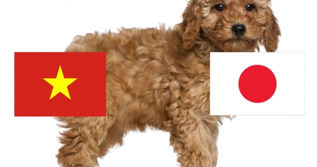 Chó tiên tri Hulk bất ngờ dự đoán Việt Nam thua Nhật Bản