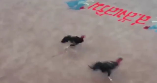 VIDEO: Gà chọi chạy kiệu hạ gục đối thủ cực hay