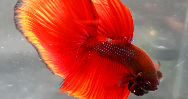 Cao trào cuộc thi 'TÌM HIỂU VẺ ĐẸP CÁ BETTA QUA ẢNH 2017'