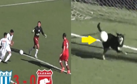 VIDEO: Chú chó bất ngờ xuất hiện cứu thua ngay trên vạch vôi