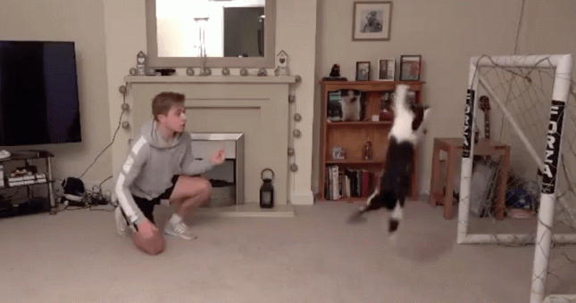 Chú mèo gây sốt mạng xã hội với tài năng bắt bóng siêu đẳng