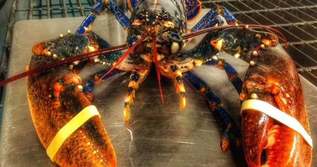 Bất ngờ với giá trị dinh dưỡng của 'tôm hùm xanh'