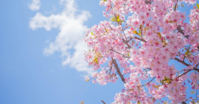 5 việc nên làm trong ngày lập Xuân 2020 để giữ gìn sức khỏe