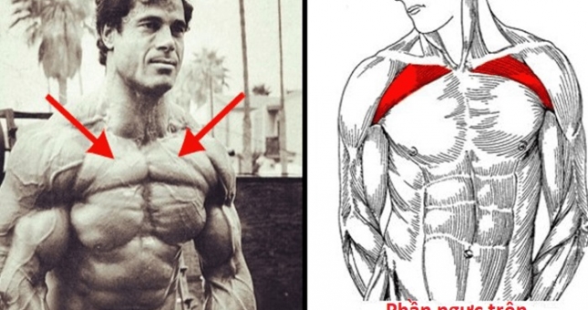 4 bài tập cơ ngực trên tốt nhất có thể thực hiện tại nhà