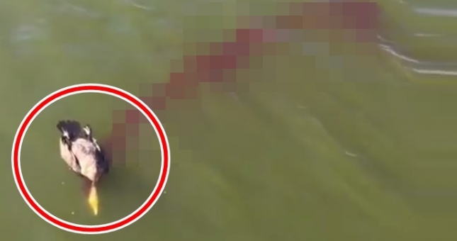 Chú chim 'hy sinh' vì pha bóng thần sầu