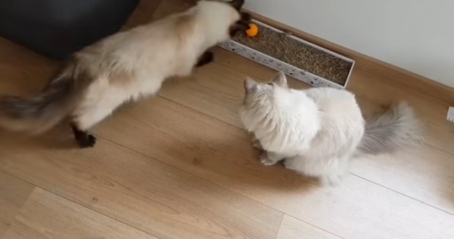 Tiên tri mèo dự đoán kết quả Ba Lan vs Colombia