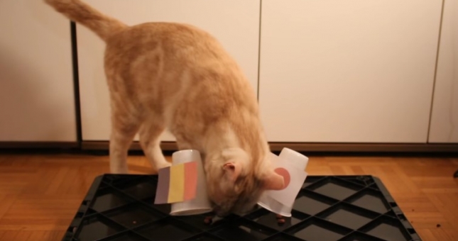 Mèo thần thông dự đoán kết quả Bỉ vs Nhật Bản