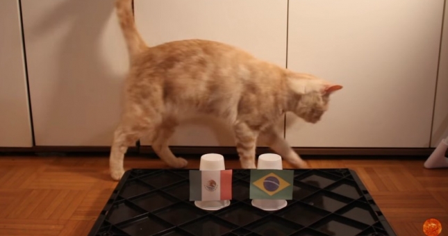 Mèo thần thông dự đoán kết quả Brazil vs Mexico